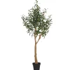 Tristin Olive Tree Potted Large