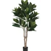 Troye Rubber Tree Potted