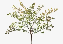 Wren Leaf Bush