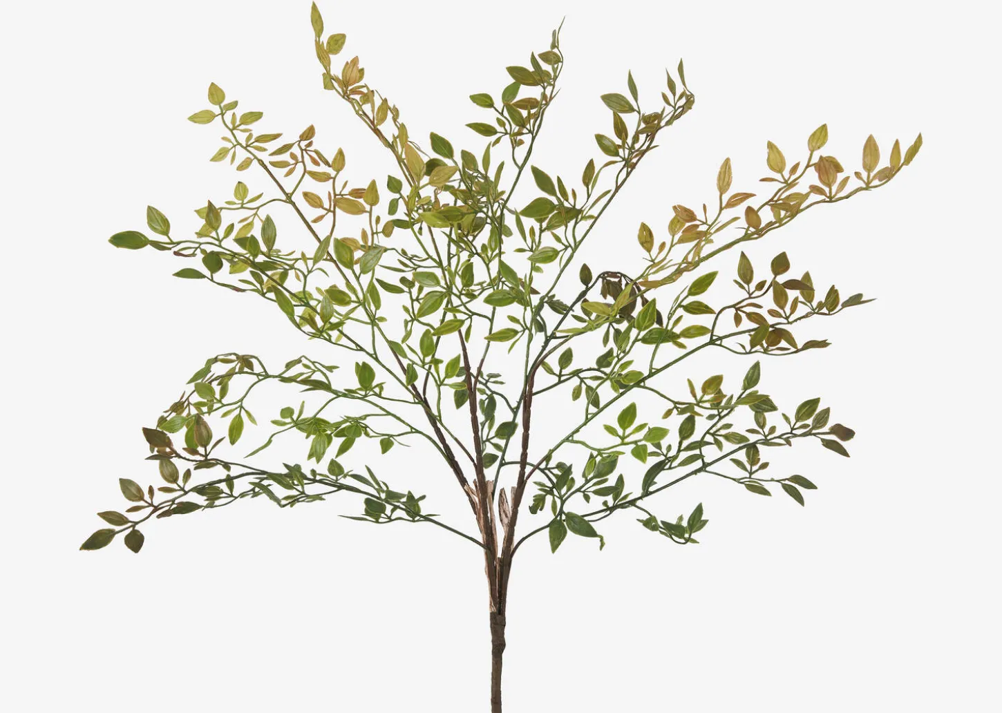 Wren Leaf Bush