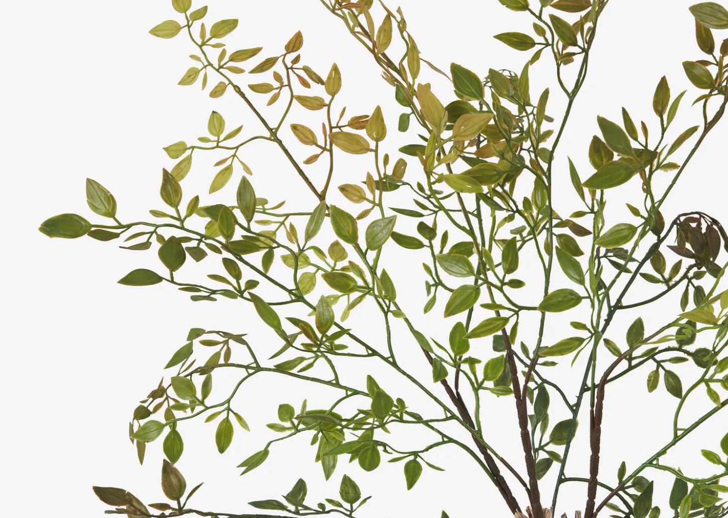 Wren Leaf Bush