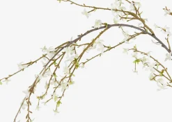Yuri Forsythia Branch White